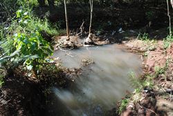 Parque Ecológico é alvo de requerimento